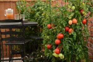 tomato plant with tomato fruits